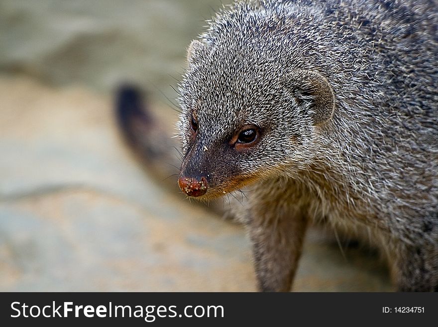 A banded mongoose in captivity