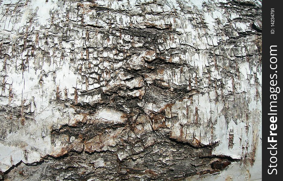 The background from a birch bark is shown on the image. The background from a birch bark is shown on the image.