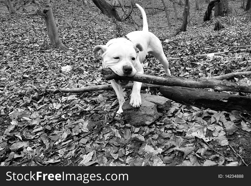 Staffordshire terrier in the wood and play his game, blak and white. Staffordshire terrier in the wood and play his game, blak and white