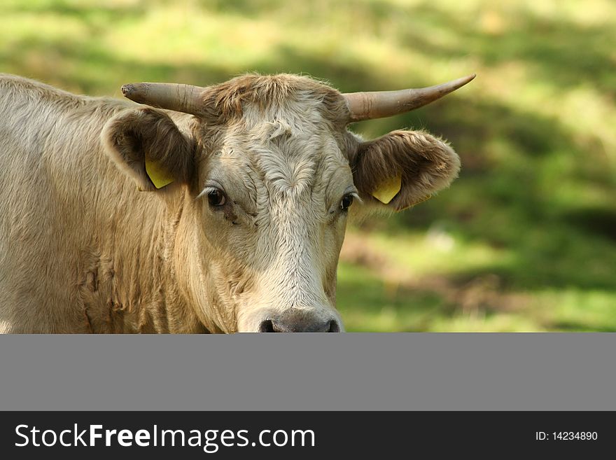 Cow looks out at grass. Cow looks out at grass