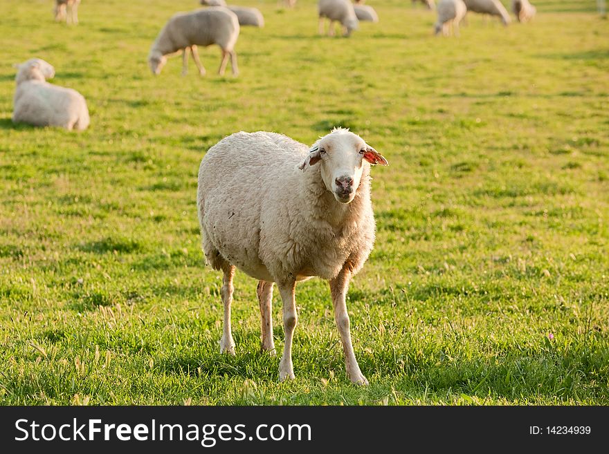 White ewe grazing in the green field