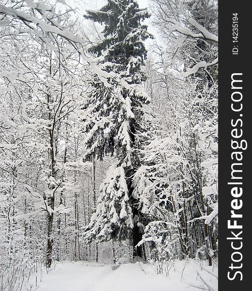 Winter in the Russian forest. Winter in the Russian forest