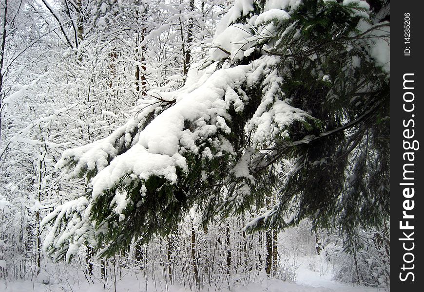 Winter in the Russian forest. Winter in the Russian forest
