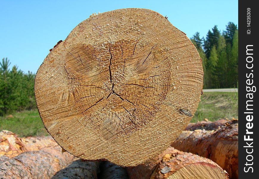 The cut of a pine log is shown on the image. The cut of a pine log is shown on the image.