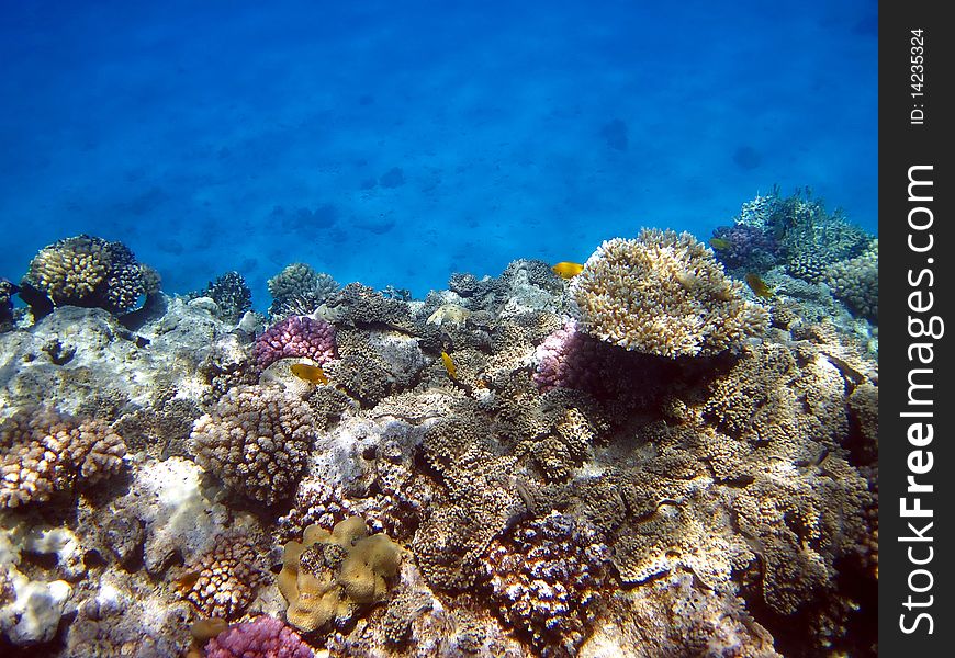 Coral reef and fish, Red sea