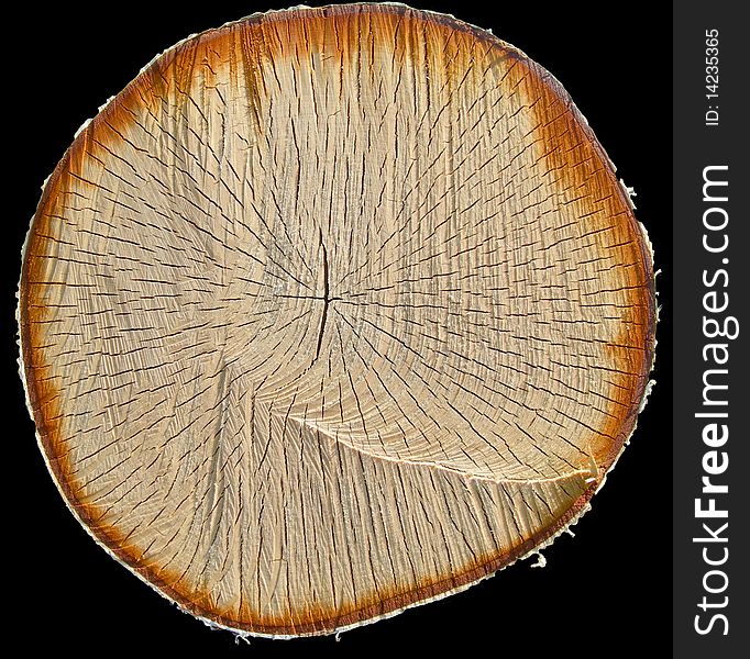 The cut of a birch on a black background is shown on the image. The cut of a birch on a black background is shown on the image.