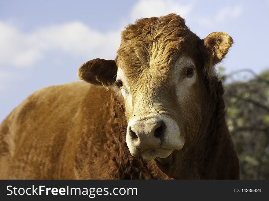 Close up frontal view of a young adult simentaller bull. Close up frontal view of a young adult simentaller bull