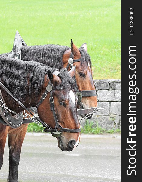 Pair of horses in a vehicle. Pair of horses in a vehicle