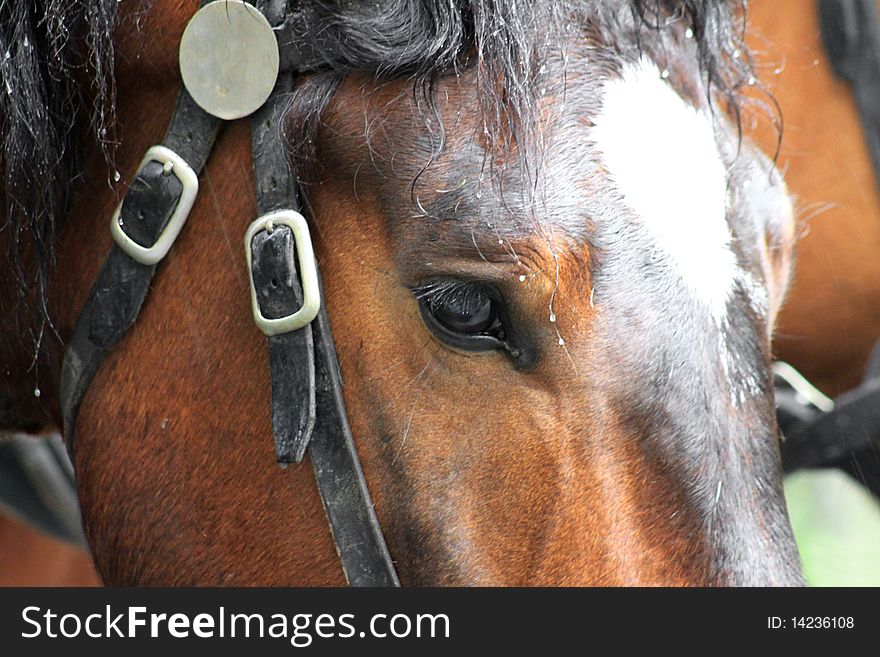 Bay a horse with a white mark in a harness. Bay a horse with a white mark in a harness