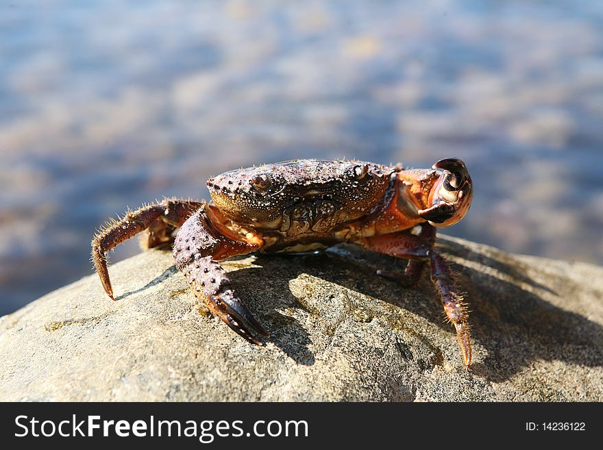 Attacking crab on a stone near a sea