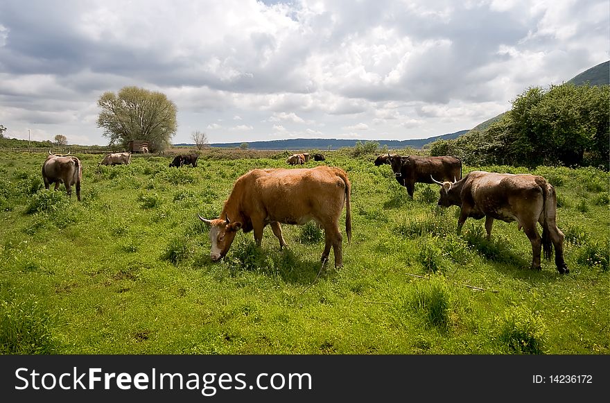 A group of cows grazing in the field near Vico's lake (IT). A group of cows grazing in the field near Vico's lake (IT)