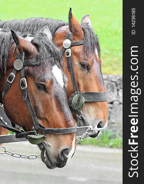 Pair of horses in a vehicle. Pair of horses in a vehicle