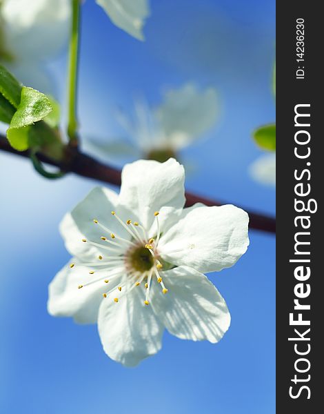 Close up picture of a cherry flower against a blue sky. Shallow DOF