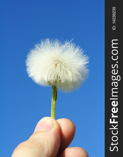 Holding a dandelion up against a blue sky