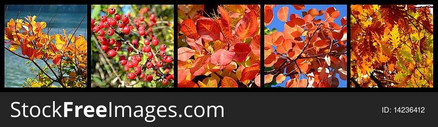 Autumn wild forest details under the blue sky