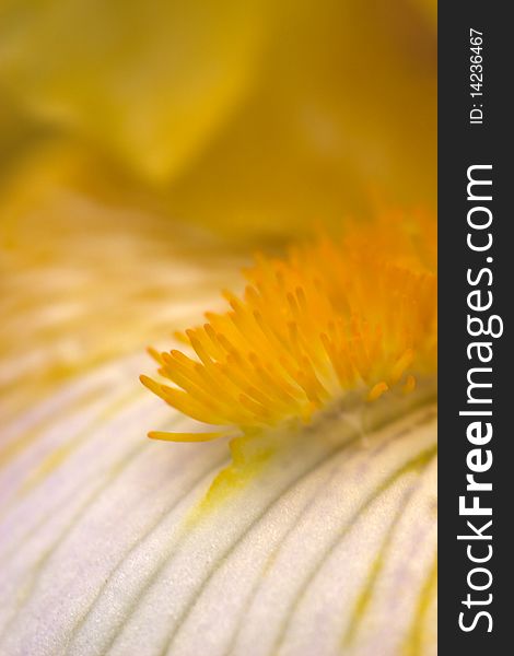 Close up shot of yellow Iris flower details. Close up shot of yellow Iris flower details