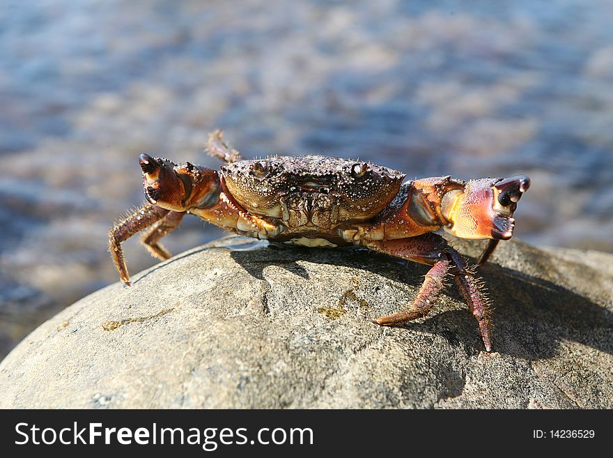 Attacking crab on a stone near a sea