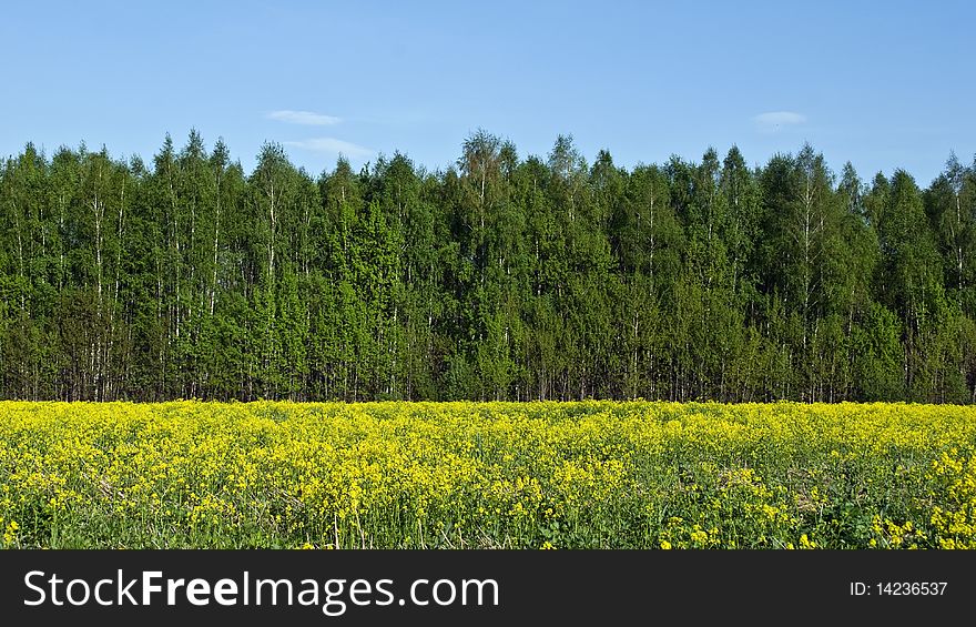 Very beautiful panorama of blooming yellow flowers of the field on a background of green forest and blue sky. Very beautiful panorama of blooming yellow flowers of the field on a background of green forest and blue sky.