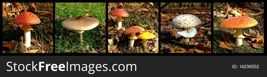 Wild mushrooms banner; amanita muscaria and macrolepiota procera species.