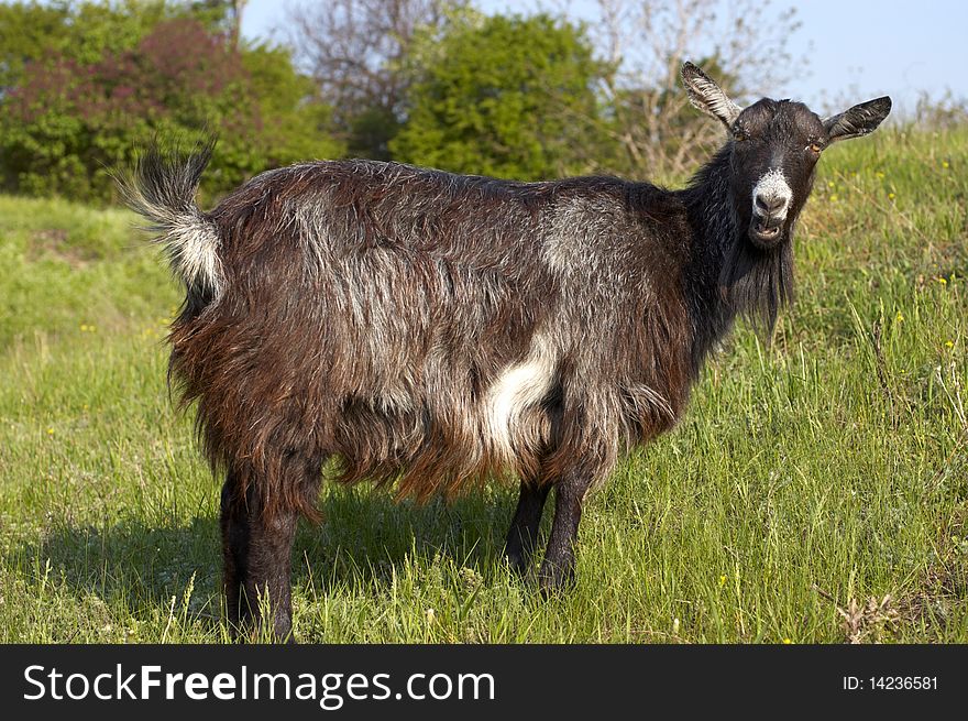 Funny goat grasing at lawn and looking at camera