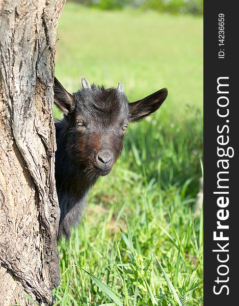 Funny Black Goatling Looking Out Of The Tree Stem