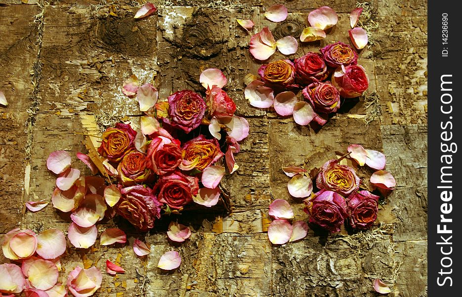 A artistic arrangement of dried pink and red roses on a natural bark background. A artistic arrangement of dried pink and red roses on a natural bark background.