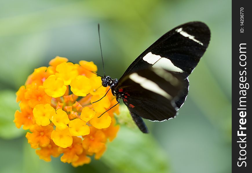 Beautiful Banded Orange Heliconian is feeding on yellow flowers. Beautiful Banded Orange Heliconian is feeding on yellow flowers