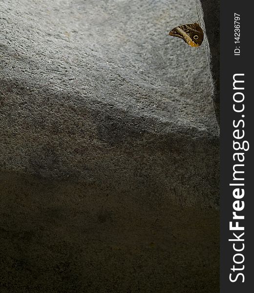 Beautiful resting Owl butterfly on a grey rock. Beautiful resting Owl butterfly on a grey rock