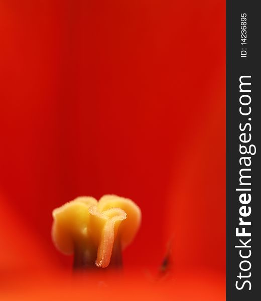 Macro Shot Of A Red Tulip