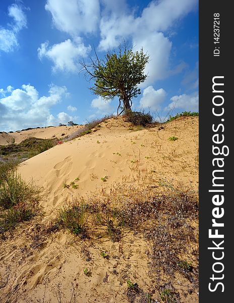 Lonely Tree Among The Sand