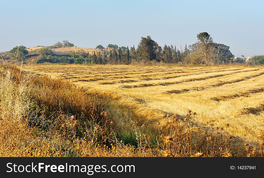 May, time to harvest wheat in Israel. May, time to harvest wheat in Israel