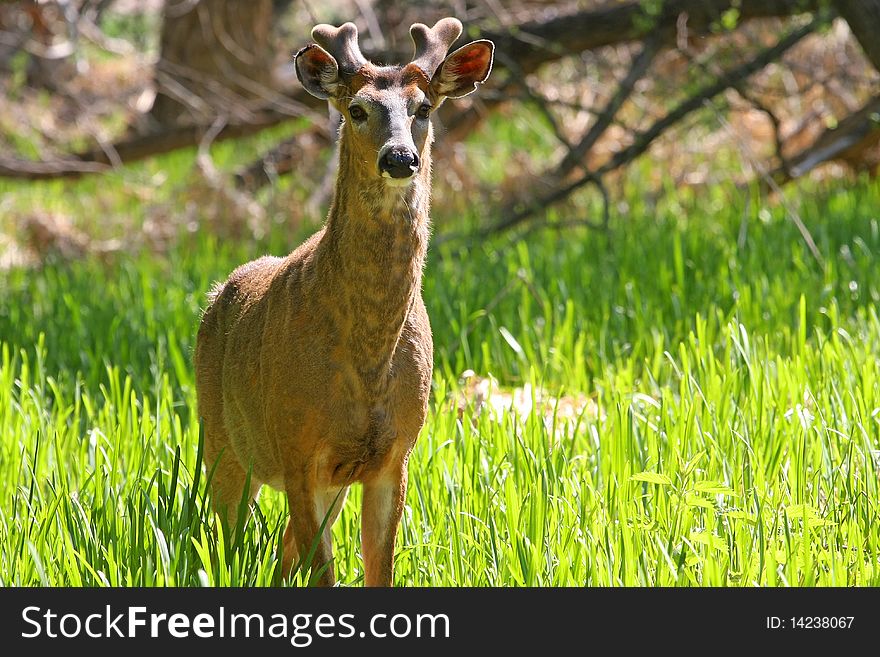 White-tailed Deer Buck in marsh grass with new antlers