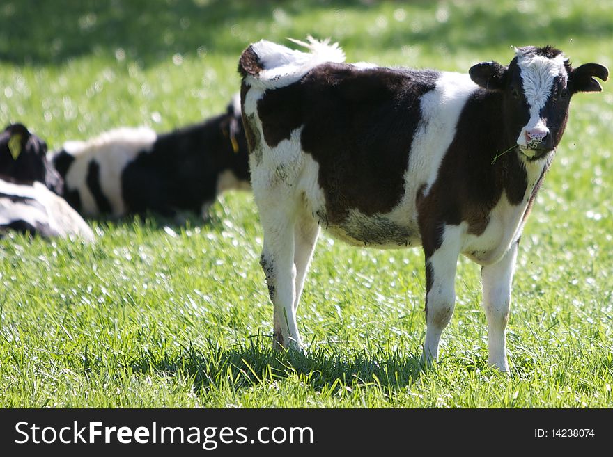 A young spring calf, black and white, stands in the warm sunlight as other cows lie in the green grass behind. A young spring calf, black and white, stands in the warm sunlight as other cows lie in the green grass behind.