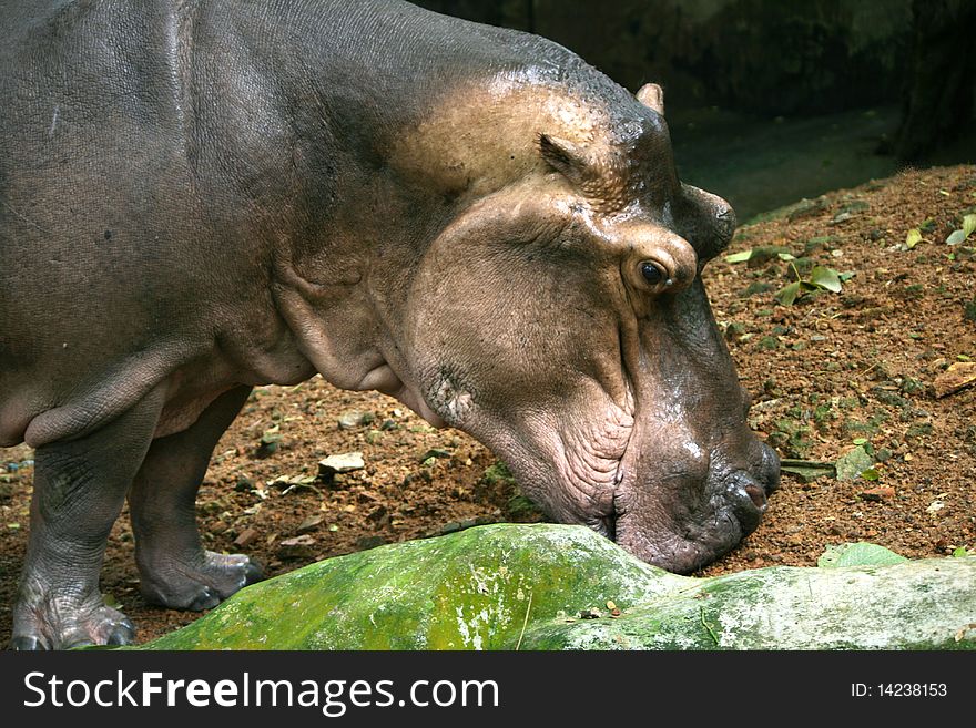 Hippopotamus closeup in a park