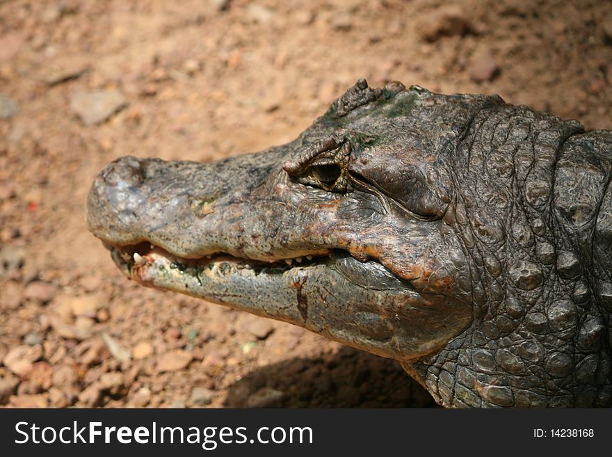 Crocodile resting at farm in sanctuary