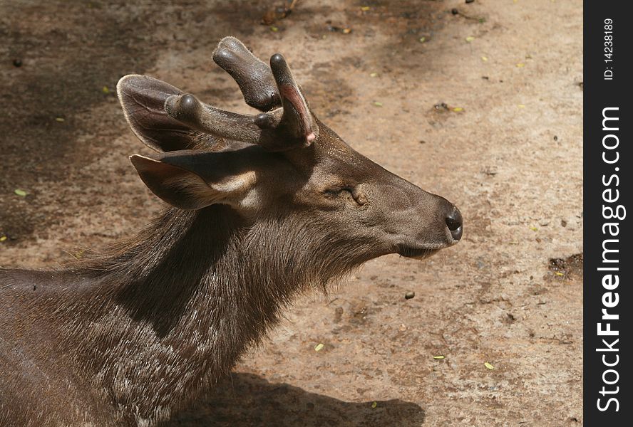 Closeup of a deer sleeping in a park
