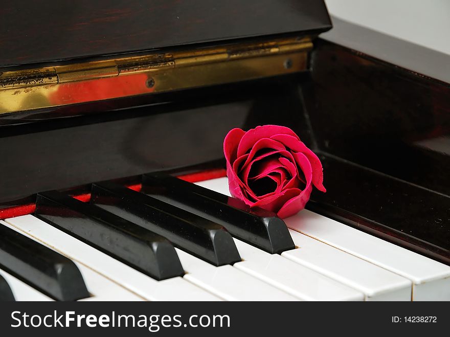 Closeup of rose on piano keyboard