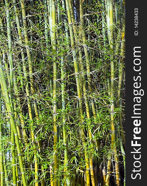 Bright green bamboo trees in the afternoon sun