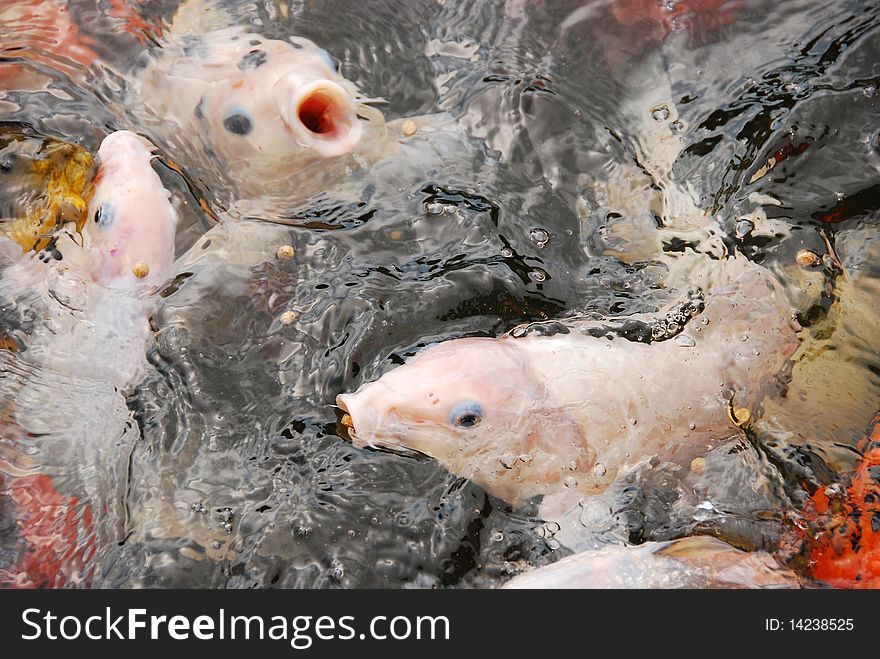 In a pond at a miniature golf course in Cape Cod, Massachusetts, little golfers are rewarded for playing a round by feeding the fish. As seen from the photo, they eat in a frenzy. In a pond at a miniature golf course in Cape Cod, Massachusetts, little golfers are rewarded for playing a round by feeding the fish. As seen from the photo, they eat in a frenzy.