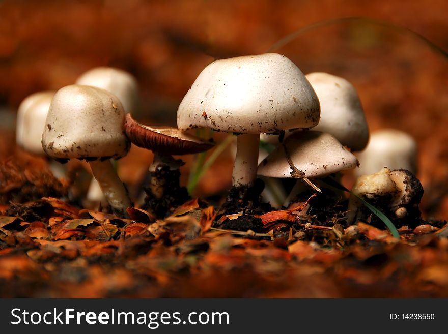 These mushrooms are always found nearby under a pine tree and appear to be of a poisonous variety. These mushrooms are always found nearby under a pine tree and appear to be of a poisonous variety.