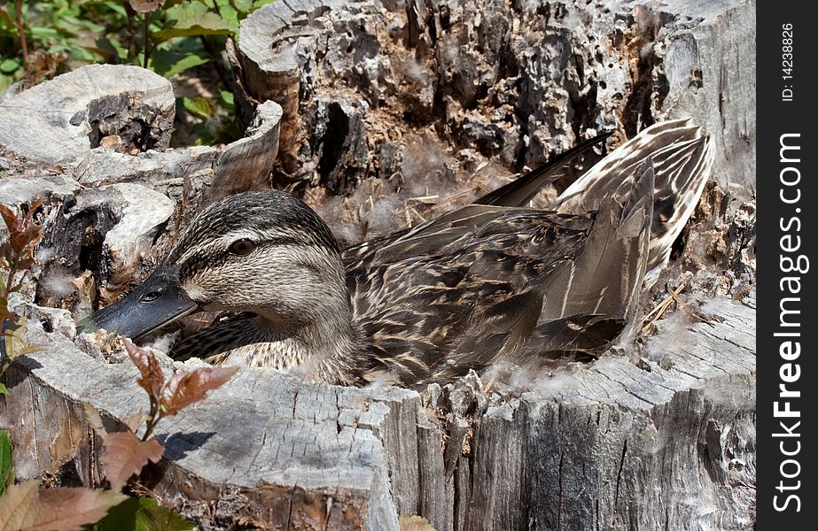 Duck sitting on a nest made in a hollowed out tree stump. Duck sitting on a nest made in a hollowed out tree stump.