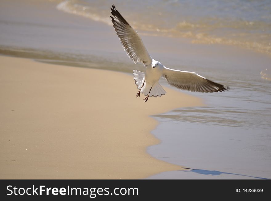 A white seagull with fully spread wings about to land on the beach. A white seagull with fully spread wings about to land on the beach.