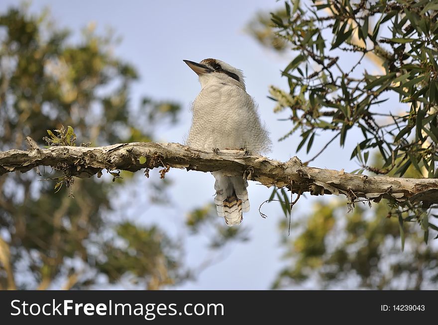 White Kookaburra On A Paper Bark Tree