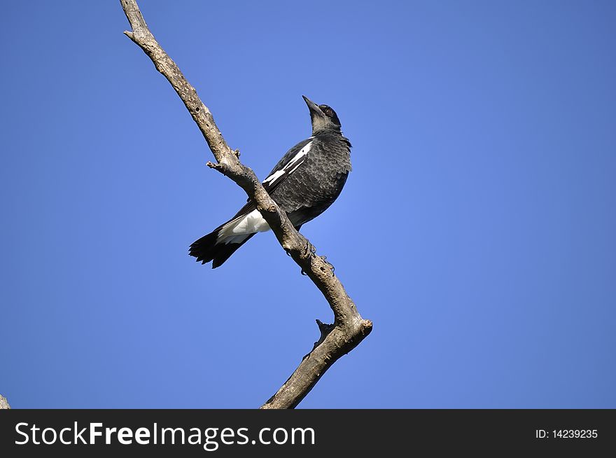 A young Australian magpie on lookout sitting atop a right angled tree branch in the afternoon sun.