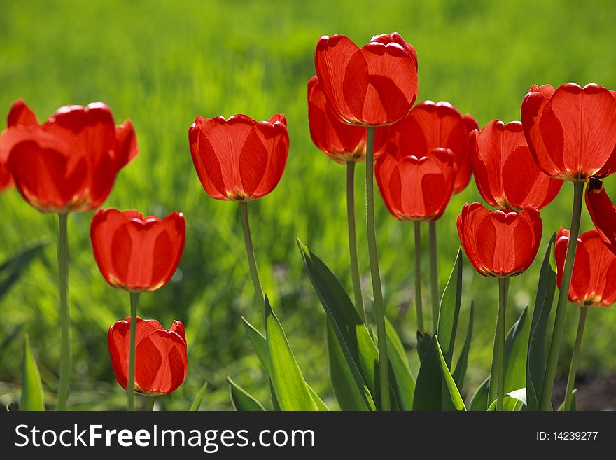 Red tulips over green background