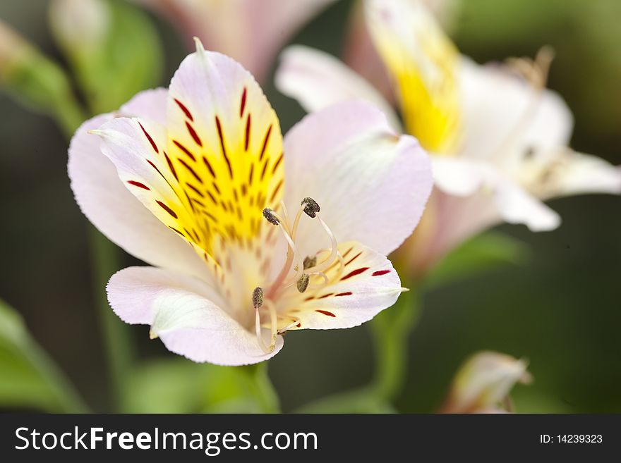 Alstroemeria flowers white and yellow