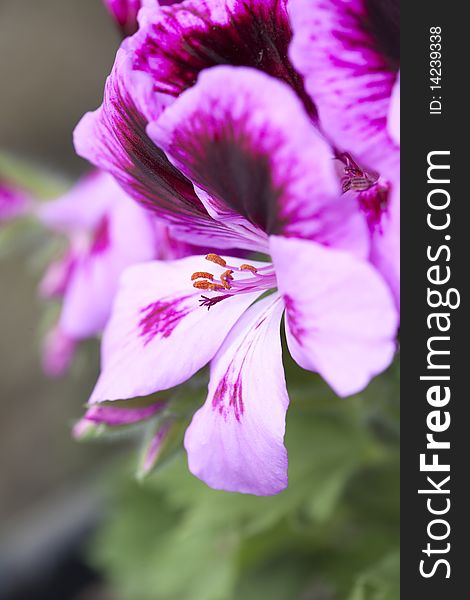 Peruvian lily, Alstroemeria, 'Rosita Stareza'