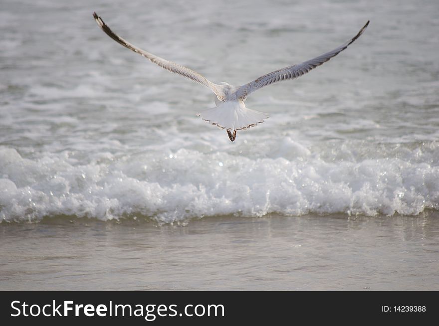 A white seagull flying over a small broken wave with symmetrical wings and framing. A white seagull flying over a small broken wave with symmetrical wings and framing.