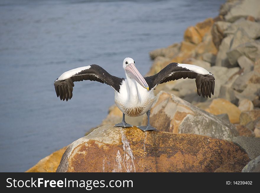 A white pelican drying its wings on a rock breakwall. A white pelican drying its wings on a rock breakwall.