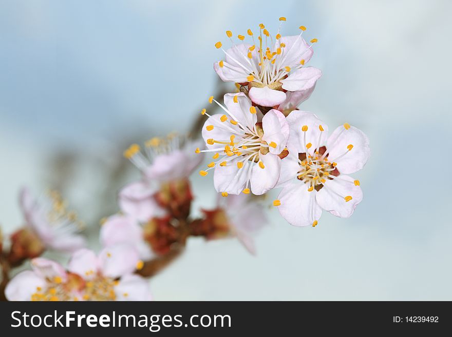 Spring Cherry Blossom